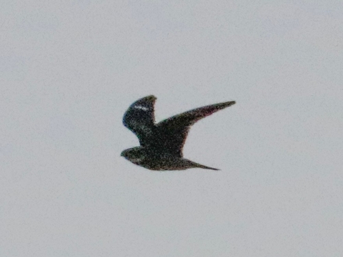 Antillean Nighthawk (Chordeiles gundlachii), photo 9