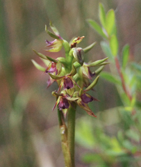 Genoplesium ciliatum