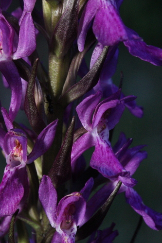 Dactylorhiza elata, photograph 6