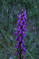 (c) Lídia Carrera, some rights reserved (CC BY) Dactylorhiza elata, photograph (c) Lídia Carrera, some rights reserved (CC BY)