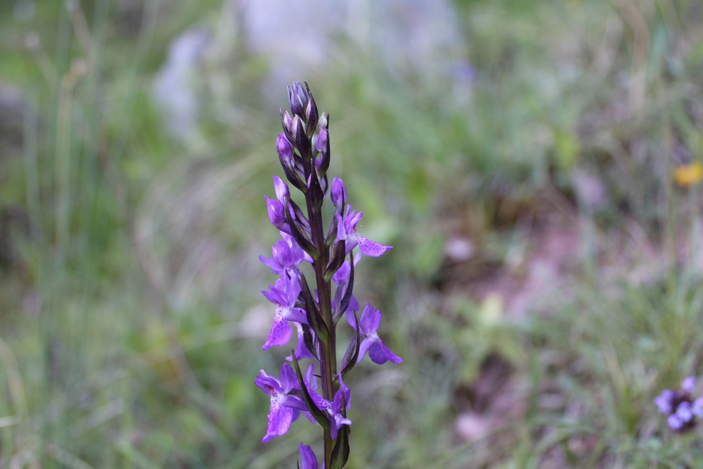 Dactylorhiza elata; photograph (c) Lídia Carrera, some rights reserved (CC BY)
