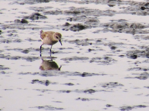Semipalmated Sandpiper