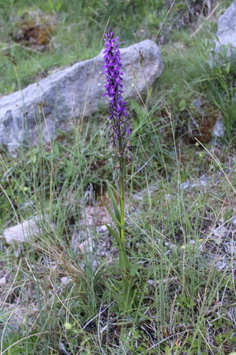 Dactylorhiza elata, photograph 3