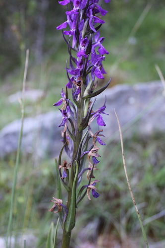 Dactylorhiza elata, photograph 4