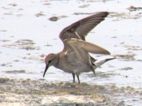 White-rumped Sandpiper