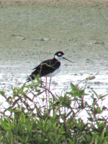 Black-necked Stilt