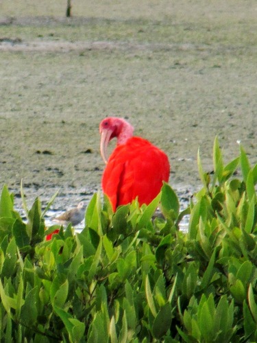 Scarlet Ibis