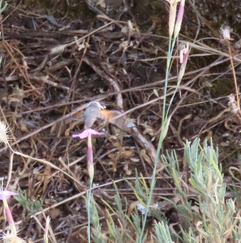 Eurasian Hummingbird Hawkmoth