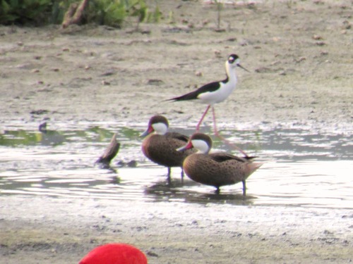 White-cheeked Pintail