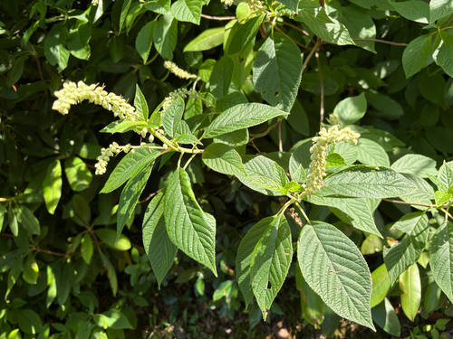 Clethra acuminata, photograph 2