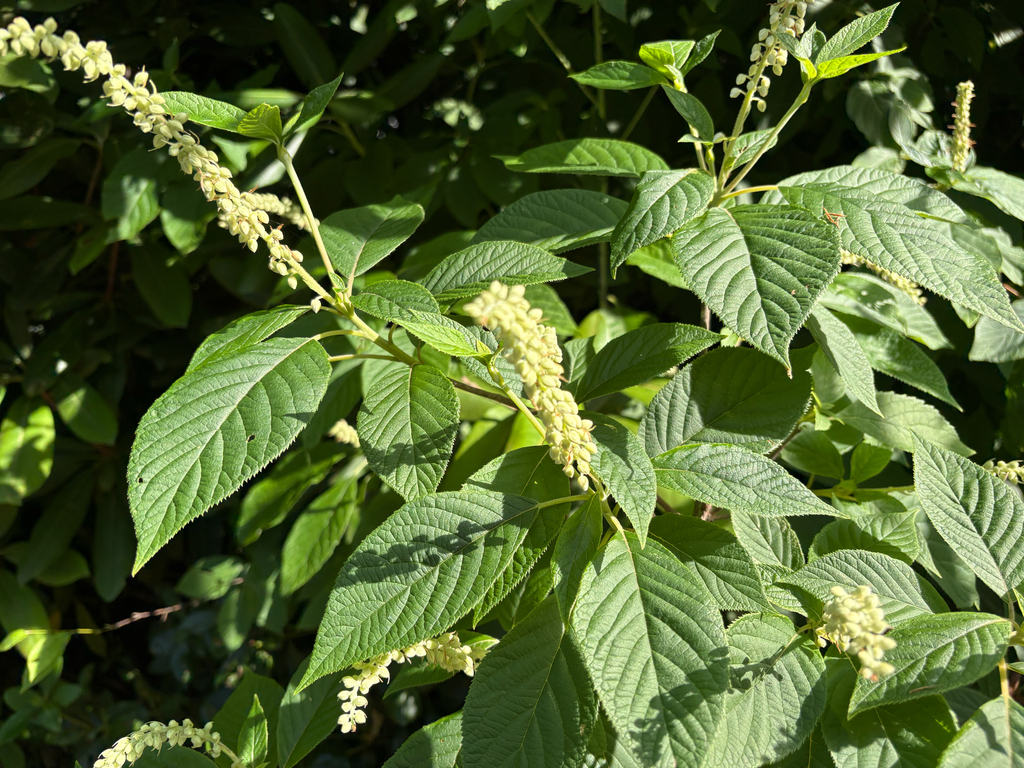 Clethra acuminata; photograph (c) Kyle Van Houtan, some rights reserved (CC BY)