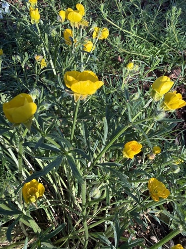 Ranunculus bulbosus, photograph 4