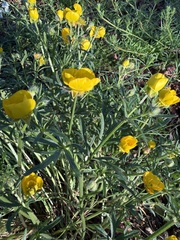 Ranunculus bulbosus, photograph (c) James Heal, some rights reserved (CC BY)