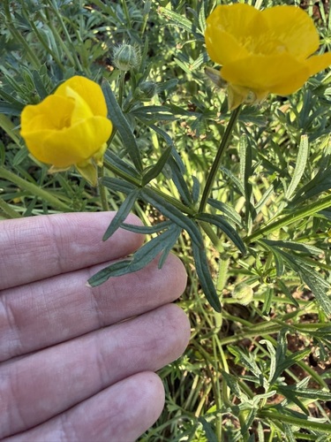 Ranunculus bulbosus, photograph 6