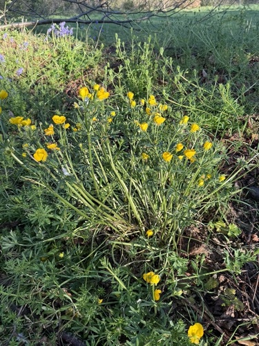 Ranunculus bulbosus, photograph 5