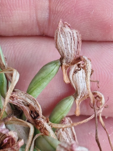 Lizard Orchid