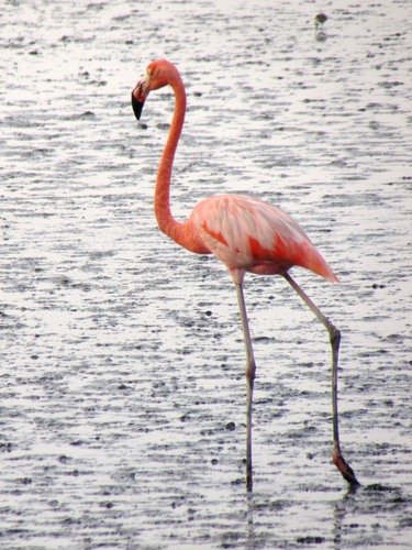 American Flamingo