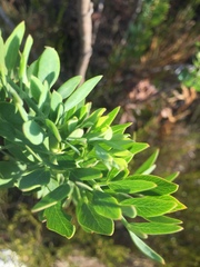 Notobubon laevigatum