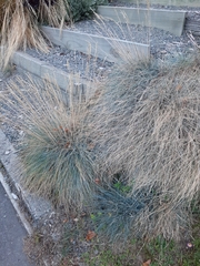 Festuca glauca