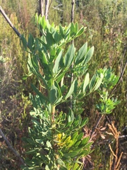 Notobubon laevigatum