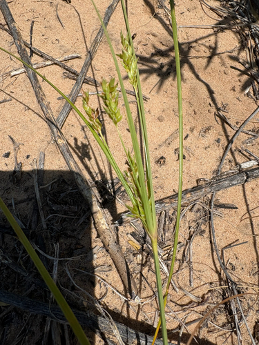 Schweinitz's flatsedge