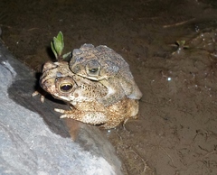Rhinella humboldti