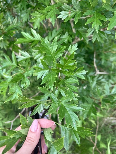 Chinese haw (Crataegus pinnatifida)