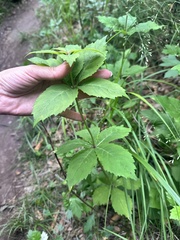 Adenophora pereskiifolia
