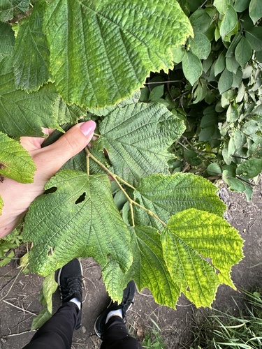 Corylus heterophylla, photograph 6
