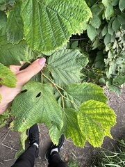 Corylus heterophylla, photograph (c) Tatyana Petrenko, some rights reserved (CC BY)