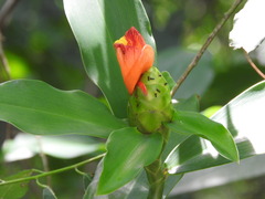 Costus pictus, photograph (c) Alexis López Hernández, some rights reserved (CC BY)