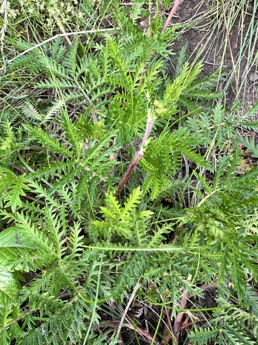 Potentilla chinensis, photograph 6