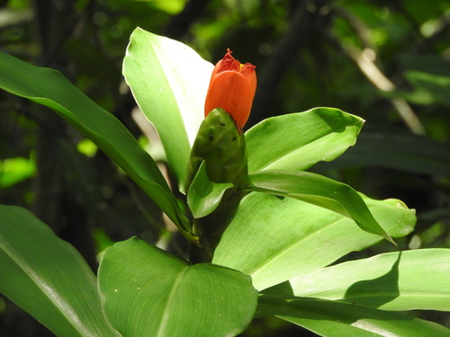 Costus pictus, photograph 2