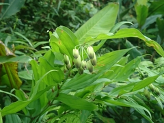 Disporum kawakamii