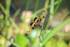 Rhyothemis variegata