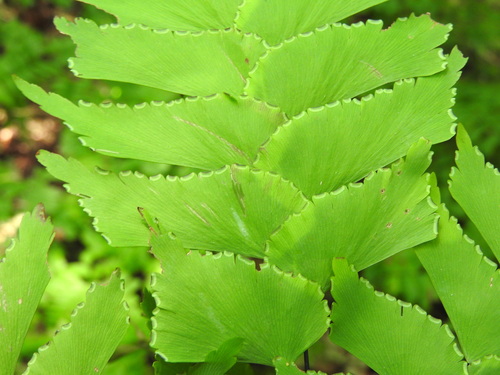 Adiantum trapeziforme, photograph 4