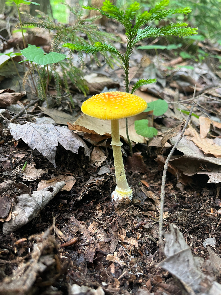 Frost's Amanita · July 2026 · photo: Photo: (c) Ethan Beaudet, some rights reserved (CC BY) · iNaturalist