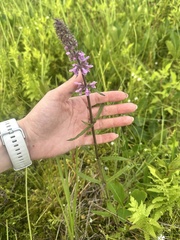 Stachys aspera