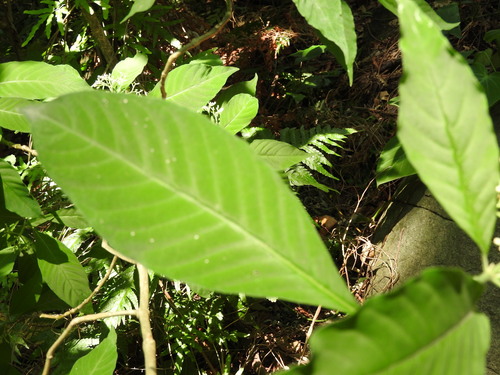 Palicourea pubescens, photograph 4