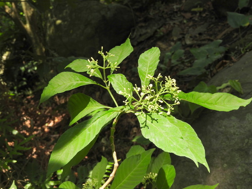 Palicourea pubescens, photograph 5