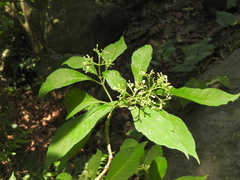 Palicourea pubescens, photograph (c) Alexis López Hernández, some rights reserved (CC BY)