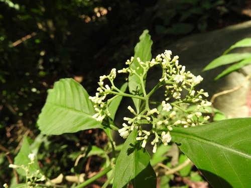 Palicourea pubescens, photograph 3