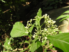 Palicourea pubescens, photograph (c) Alexis López Hernández, some rights reserved (CC BY)