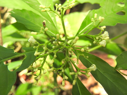 Palicourea pubescens, photograph 1