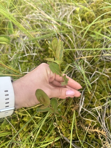 Triadenum japonicum iNat (2)