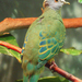 Coroneted Fruit-Dove - Photo (c) Elena Gaillard, some rights reserved (CC BY)