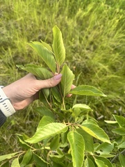 Alnus japonica
