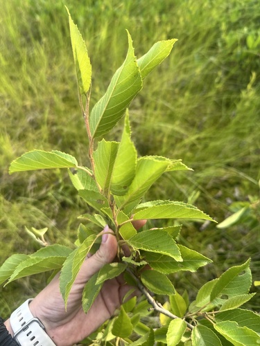 Alnus japonica, photograph 2