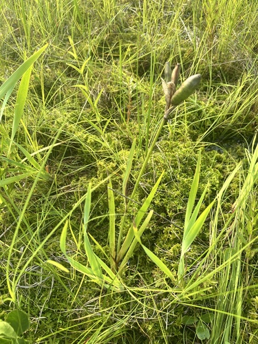 Iris laevigata