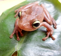 Boana platanera